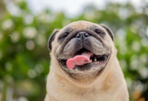 Кучетата са толкова приятелски настроени заради гените си