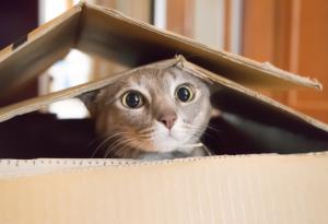 Котките прекарват 70 процента от живота си в сън