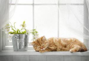 Какво сънуват котките?