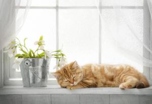 От колко сън се нуждае вашата котка?