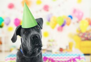 Нова формула ви позволява да изчислите „човешките“ години на вашето куче