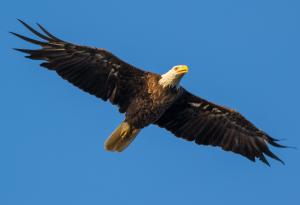 Джериес Авад за мечтите