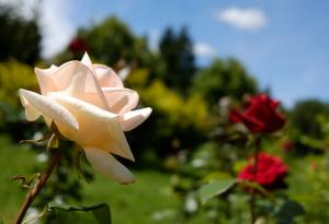 Роза-киборг изгражда функционираща електроника в стъблото и листата си