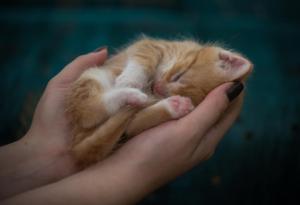 21 причини, поради които хората не престават да обичат котките