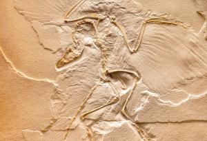 Учени откриха пера от динозавър в кехлибар