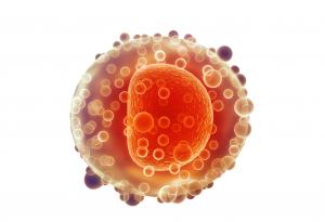 Жените разполагат с потенциално неизчерпаем резерв от яйцеклетки 