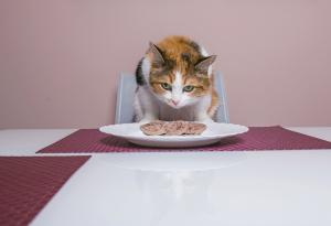 Видео: Котки звънят със звънци, за да получат храна