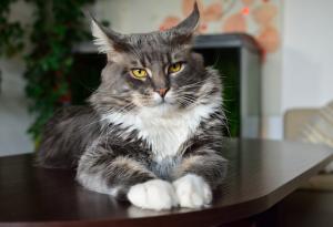 Правилата на живота според една котка