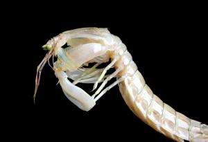 Шийла Патек засича времето за движение на най-бързите животни