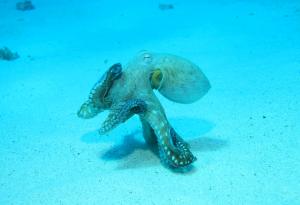 Заснеха за първи път как октопод сънува?