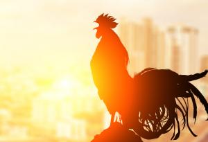 Притча за петела