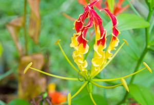 10 от най-необичайните цветя на света