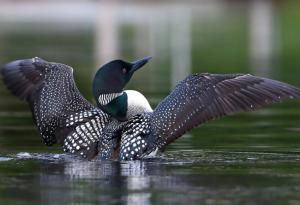 Кой е оцелял след катастрофата, която е избила динозаврите?