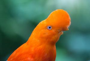 13 редки и красиви птици