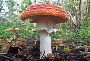 Как гъбите предизвикват дъжд