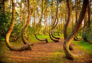 Кривата гора в Полша - една красива мистерия