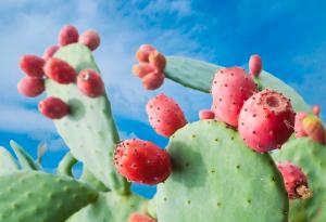 Кактус може да се окаже универсална пречиствателна станция за вода