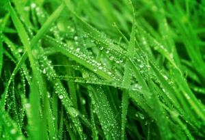 6 растения, които не може да убиете, колкото и да се опитвате