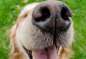 Очарователно кученце избягва от дома си, но после ползва звънеца, за да се прибере обратно вкъщи