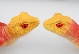 Видео: Двуглав драконов гущер