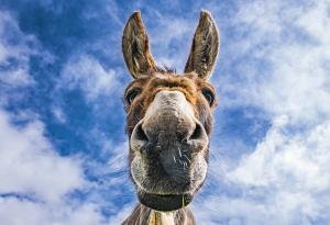 Притча за магарето и кладенеца