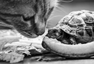 Епичната битка между коте и костенурка