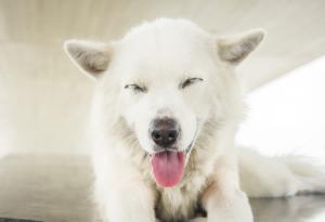 И кучетата побеляват от стрес