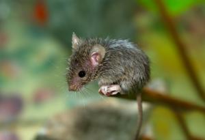 Притча за малкото мишле