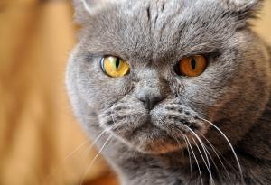 11 от най-гневните котки на света, на които им е писнало от вашите глупости