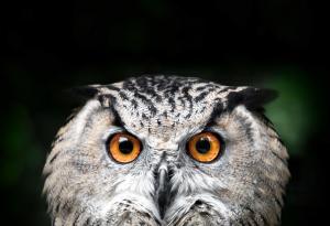 Видео: Необичайни демонстрации на любов на животни към хора