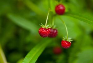 Притча за ягодата