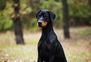 Видео: Котка-нинджа предизвиква доберман