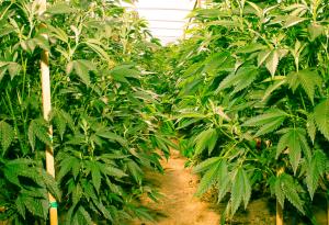 Отглеждането на канабис става законно и у нас