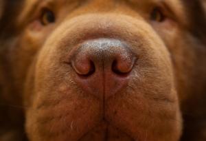 7 неочаквани неща, които кучетата могат да подушат