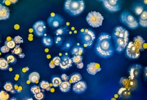 Разкриха тайните на имунната система на бактериите