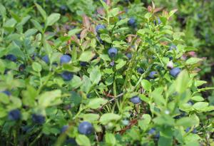 6 храни, полезни за ума