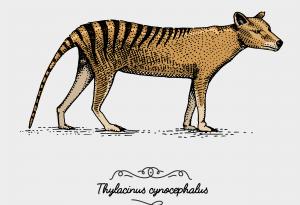 Учени търсят смятания за изчезнал тасманийски вълк