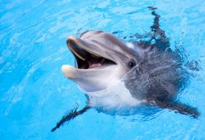 Делфините са заплашени от изчезване