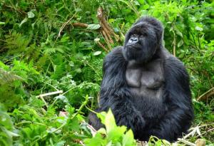 Планинската горила вече не е „критично застрашен“ вид