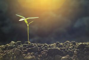 Защо растенията са зелени?