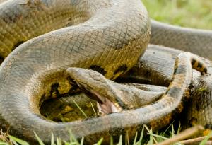 Видео: Кралска Кобра срещу Анаконда срещу Питон