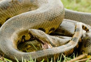 Праисторическа змия е била дълга, колкото автобус