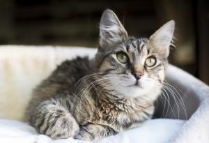 Видео: Котка бие плюшен тигър