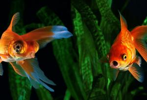Златната ви рибка се справя с мръсния аквариум, като произвежда свой собствен алкохол