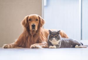 Как да помогнете на кучето и котката да съжителстват в мир и разбирателство