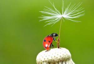 20 прекрасни фотографии, които показват живота в цялата му красота