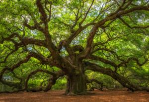 Ето защо трябва да сме благодарни на дърветата