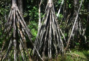 Ходи ли наистина еквадорската ходеща палма?