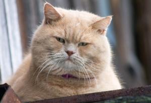 Защо толкова много домашни любимци са с наднормено тегло? Ветеринар споделя жестоката истина