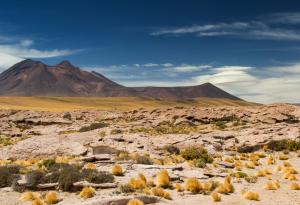 Първият дъжд от векове насам над Атакама има ужасяващ ефект върху местната природа